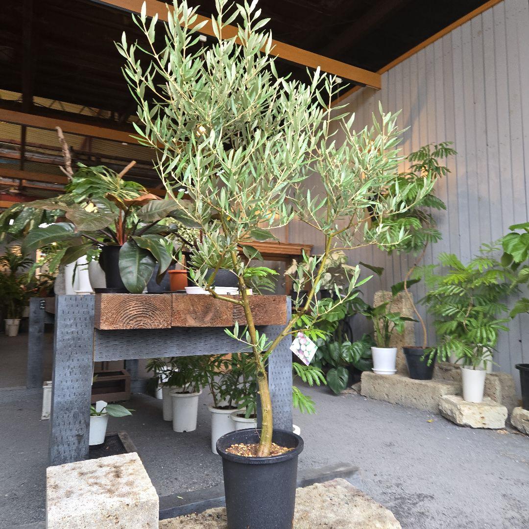 ⑭　オリーブの木souju　8号 「ピクアル」特大苗木最高等級極上品‼️