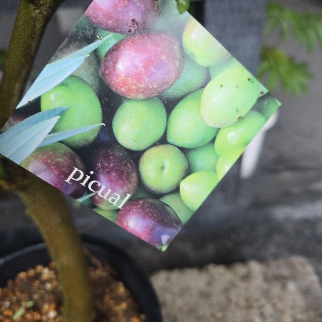 ⑭　オリーブの木souju　8号 「ピクアル」特大苗木最高等級極上品‼️