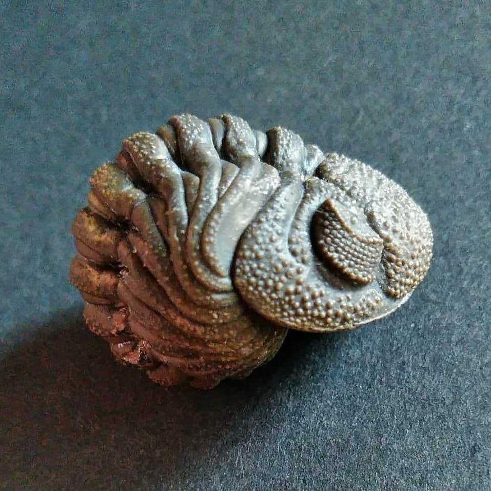 Ｍｏｒｏｃｏｐｓ ｆｏｒｔｅｙｉ