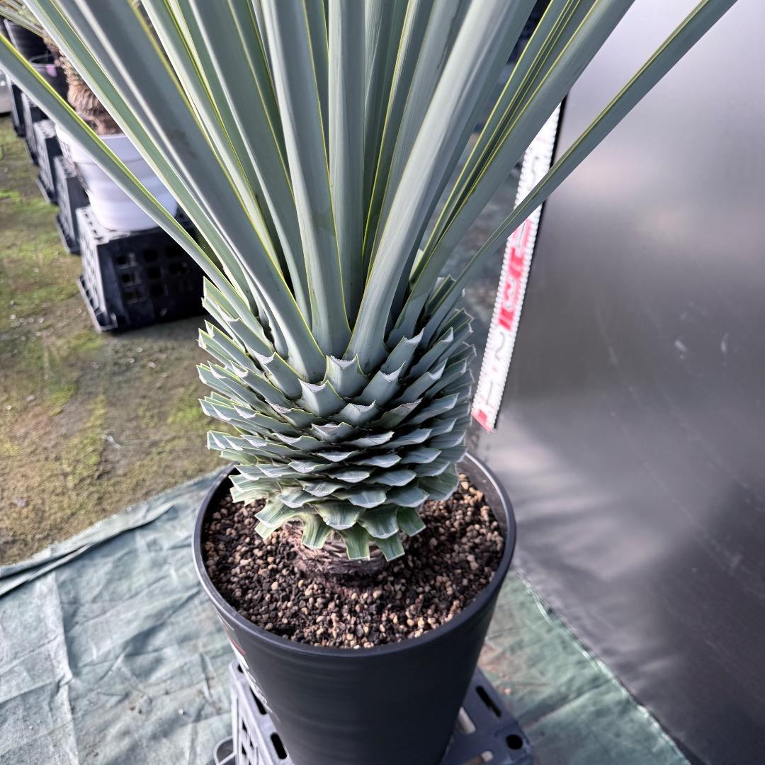 P*W様 【AL1127】ユッカ　リギダ