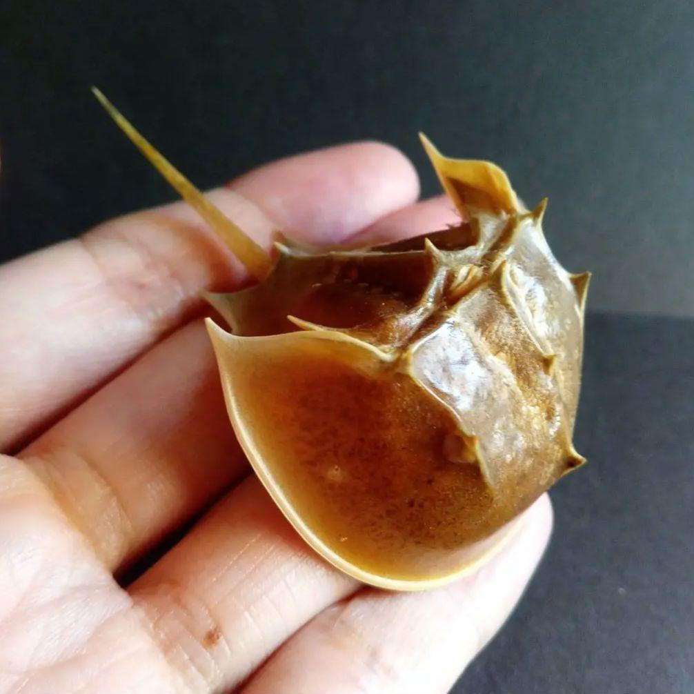 骨格標本　カブトガニ　「生きた化石」　三葉虫