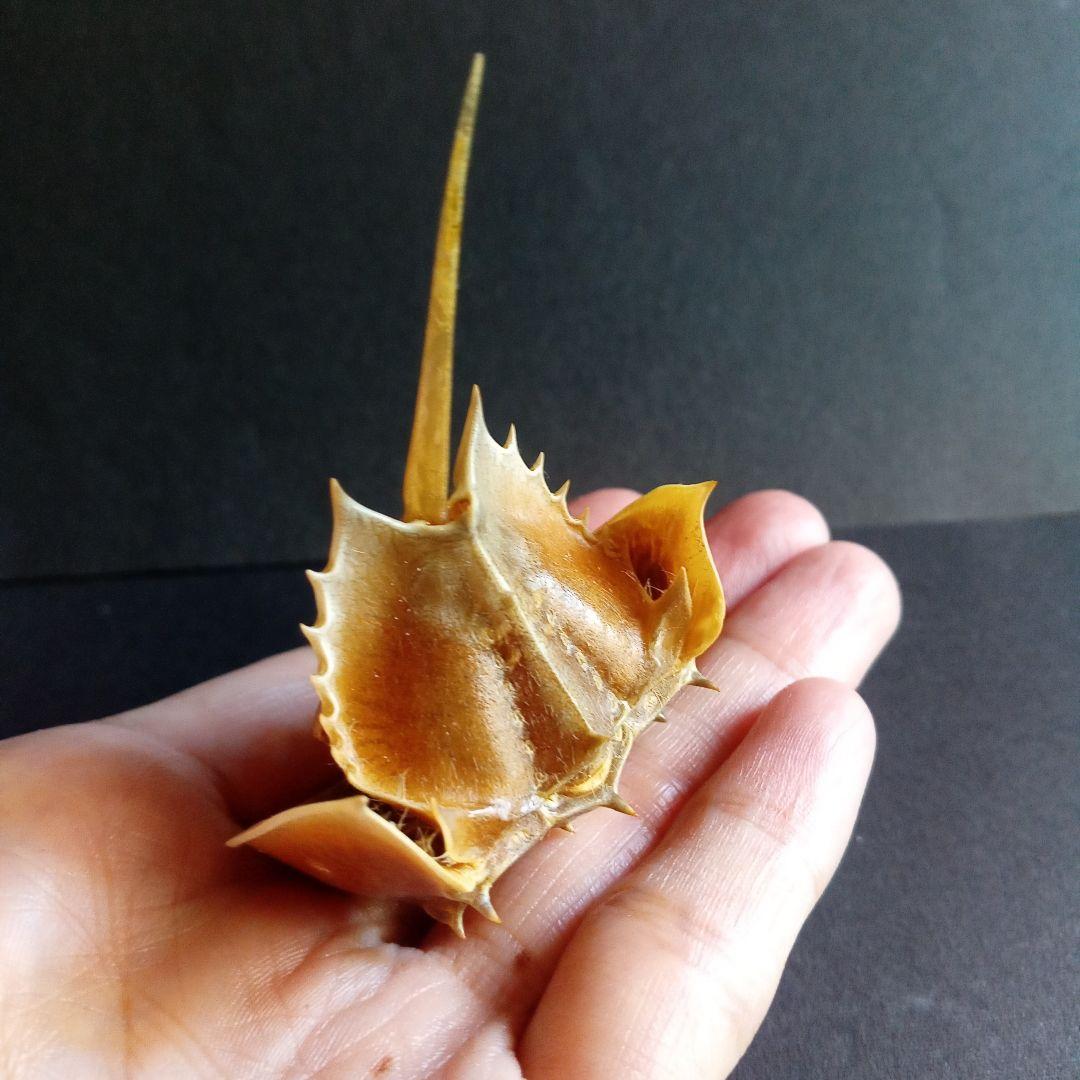 骨格標本　カブトガニ　「生きた化石」　三葉虫