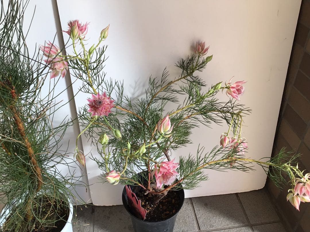 Sao‼︎ 2個お纏め商品