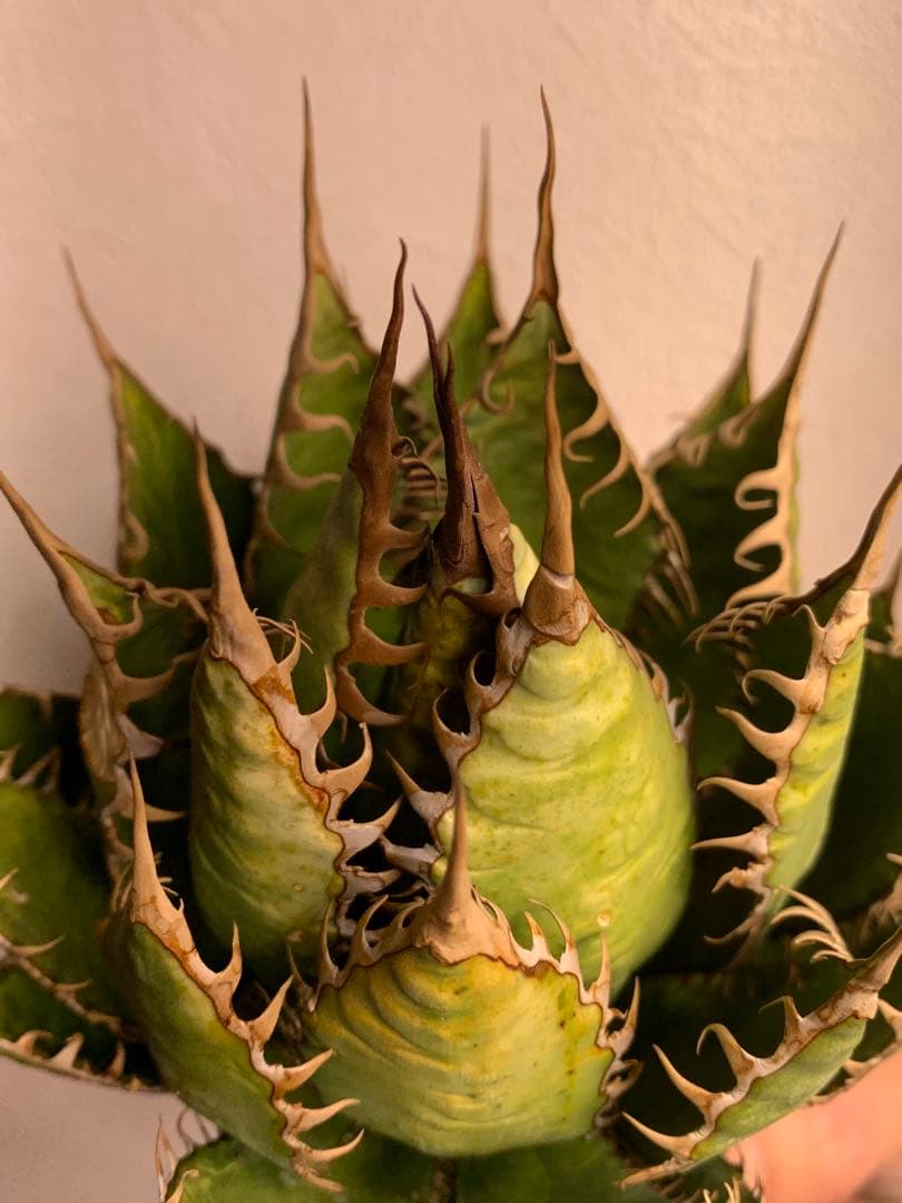 アガベ ホリダ　US株 コレクション　ロックガーデン　陽炎　ワイルド　USA