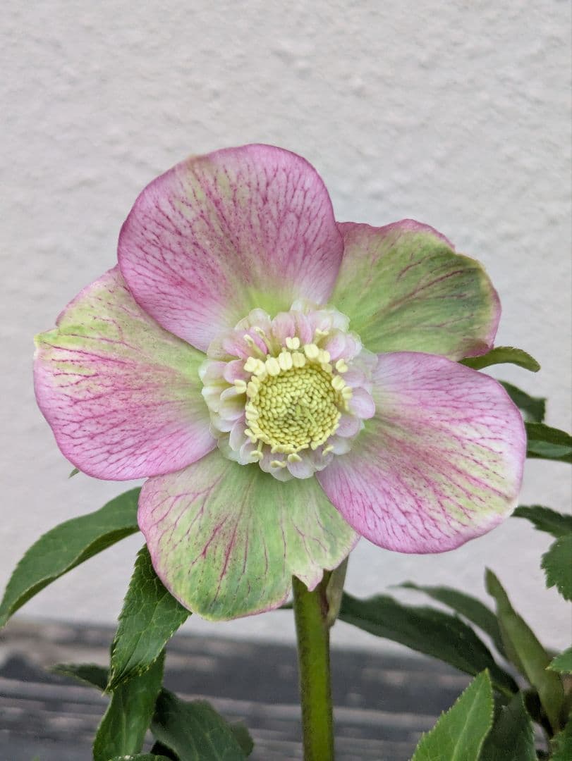 極美バイカラー！広瀬園芸 クリスマスローズ セミダブル★ピンク×ライムベイン