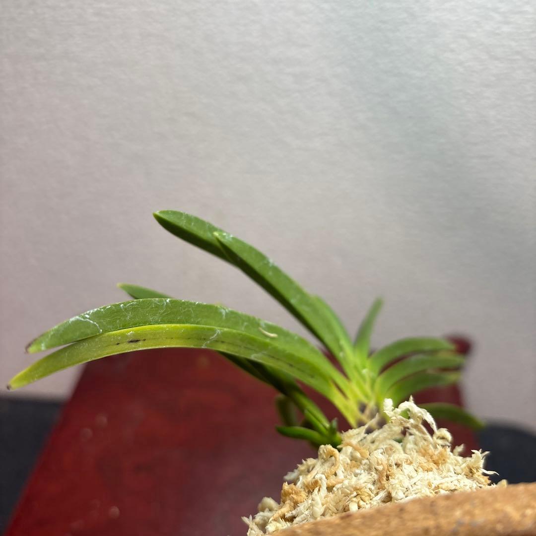 富貴蘭　風蘭　建国縞