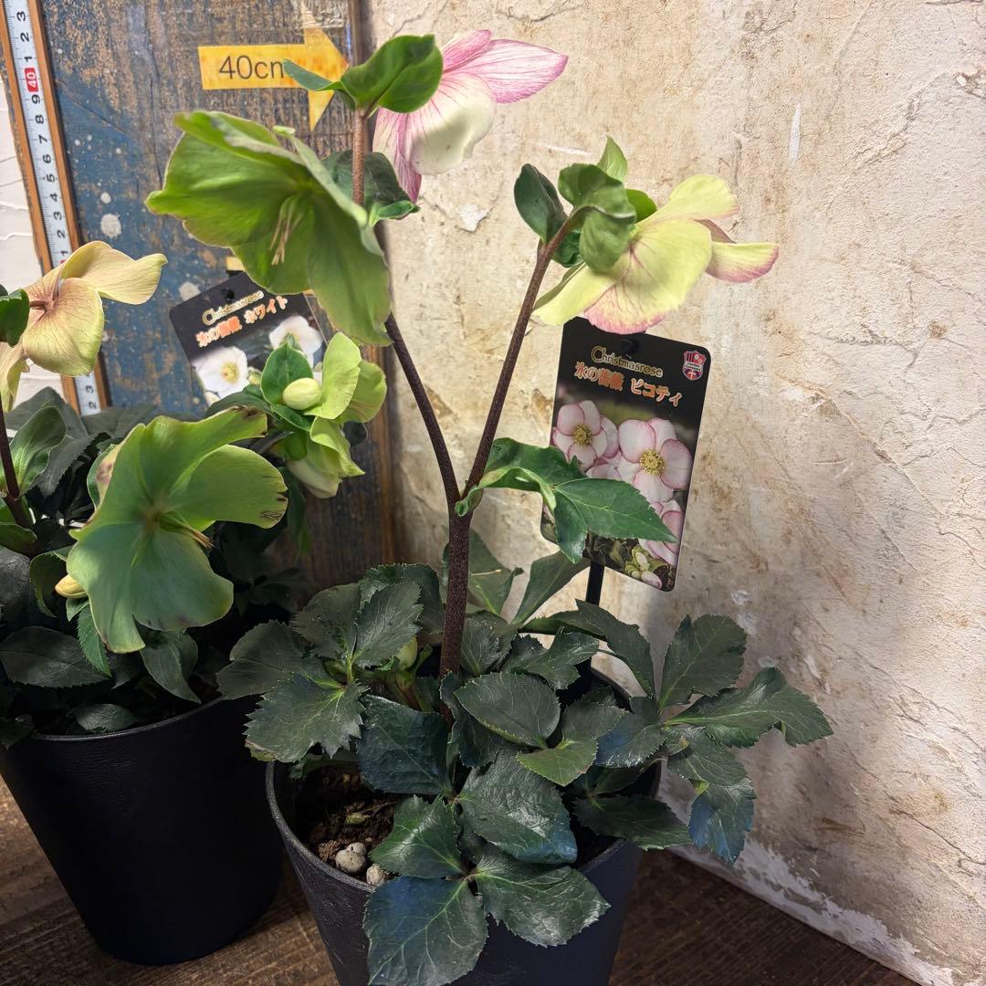 ゴ*マ様 【特選】　クリスマスローズ　氷の薔薇　5寸4種4鉢　ガーデニング