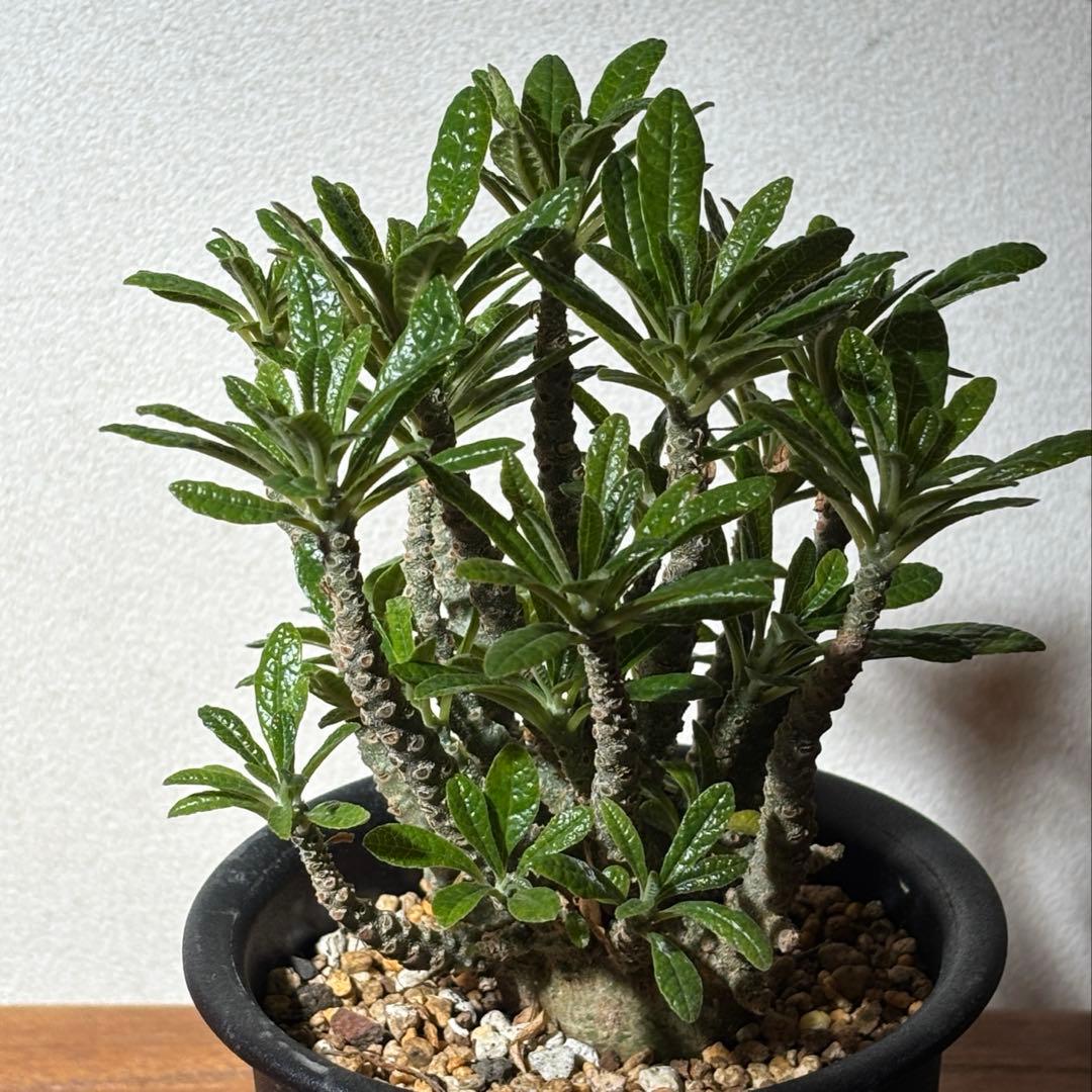 ドルステニアギガス 実生株 鉢ごとメルカリ便発送レア塊根植物