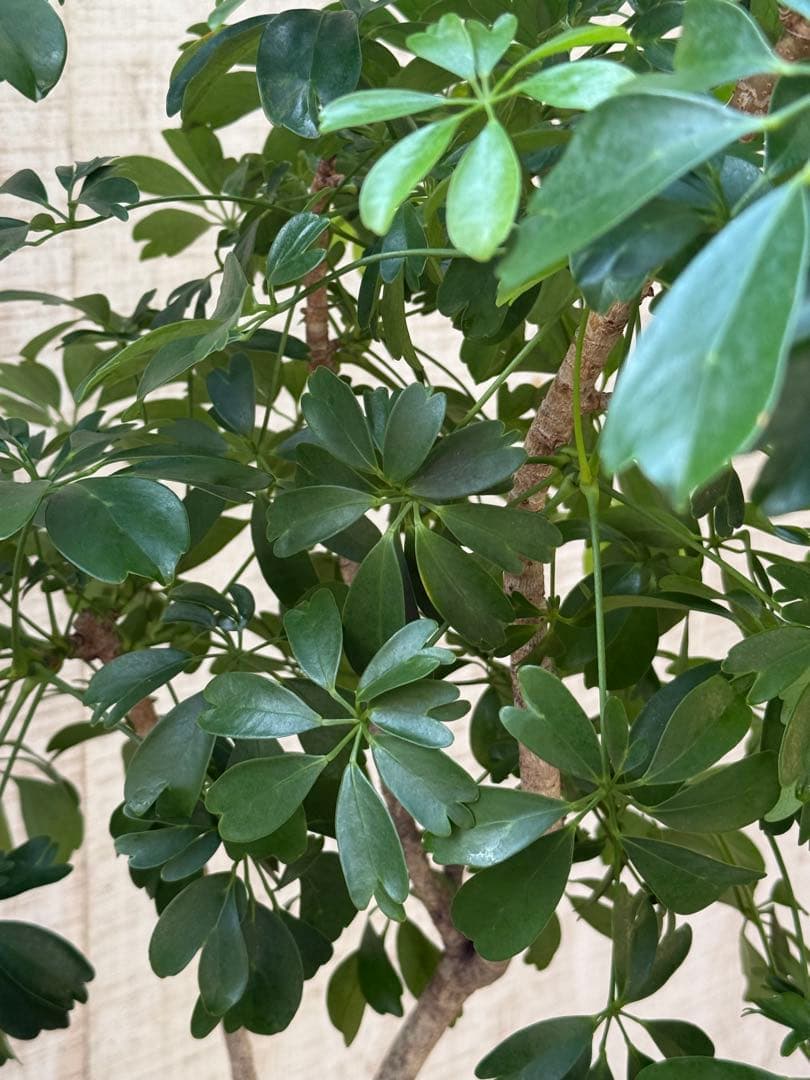 ☆ シェフレラ◦レナータ♪ 158cm リビングサイズ♪