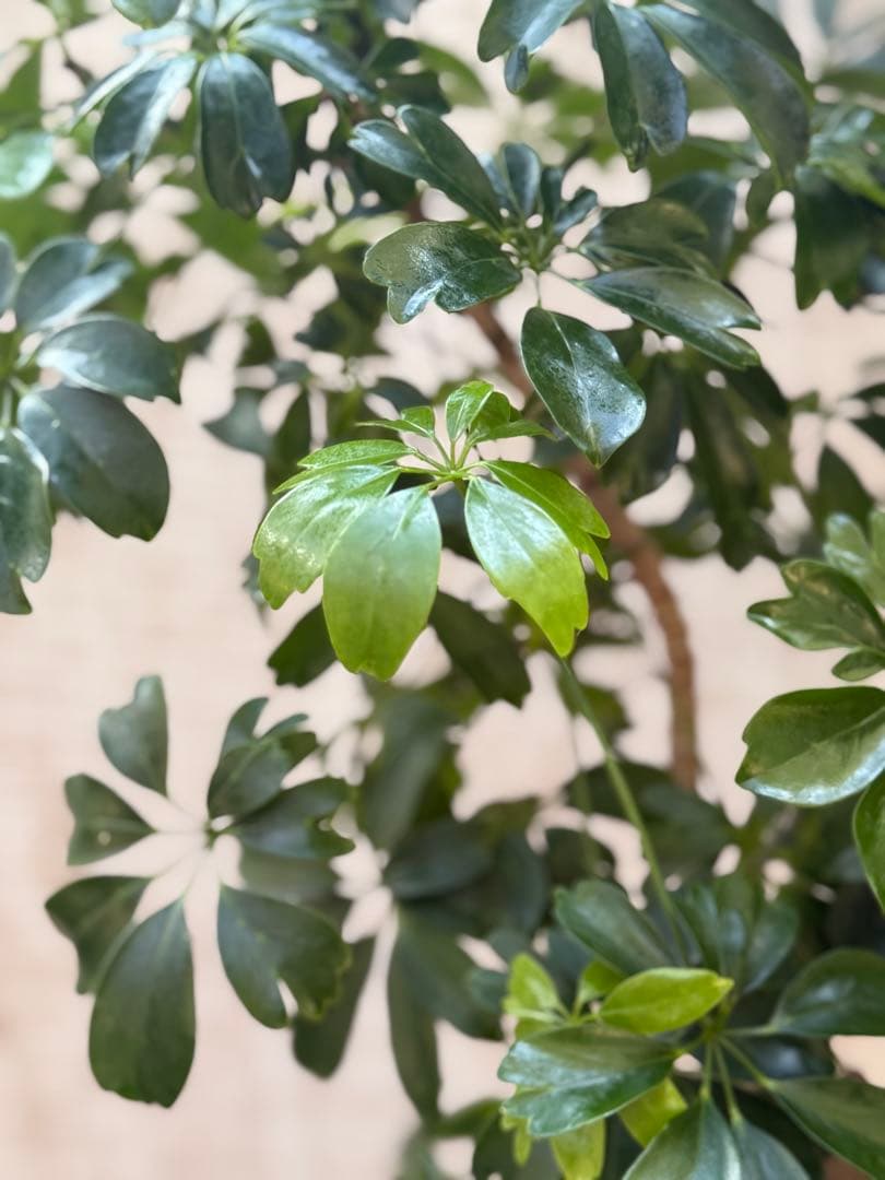 ☆ シェフレラ◦レナータ♪ 158cm リビングサイズ♪