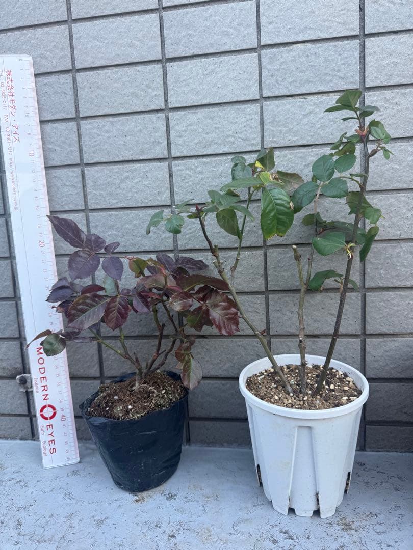 バラニ苗