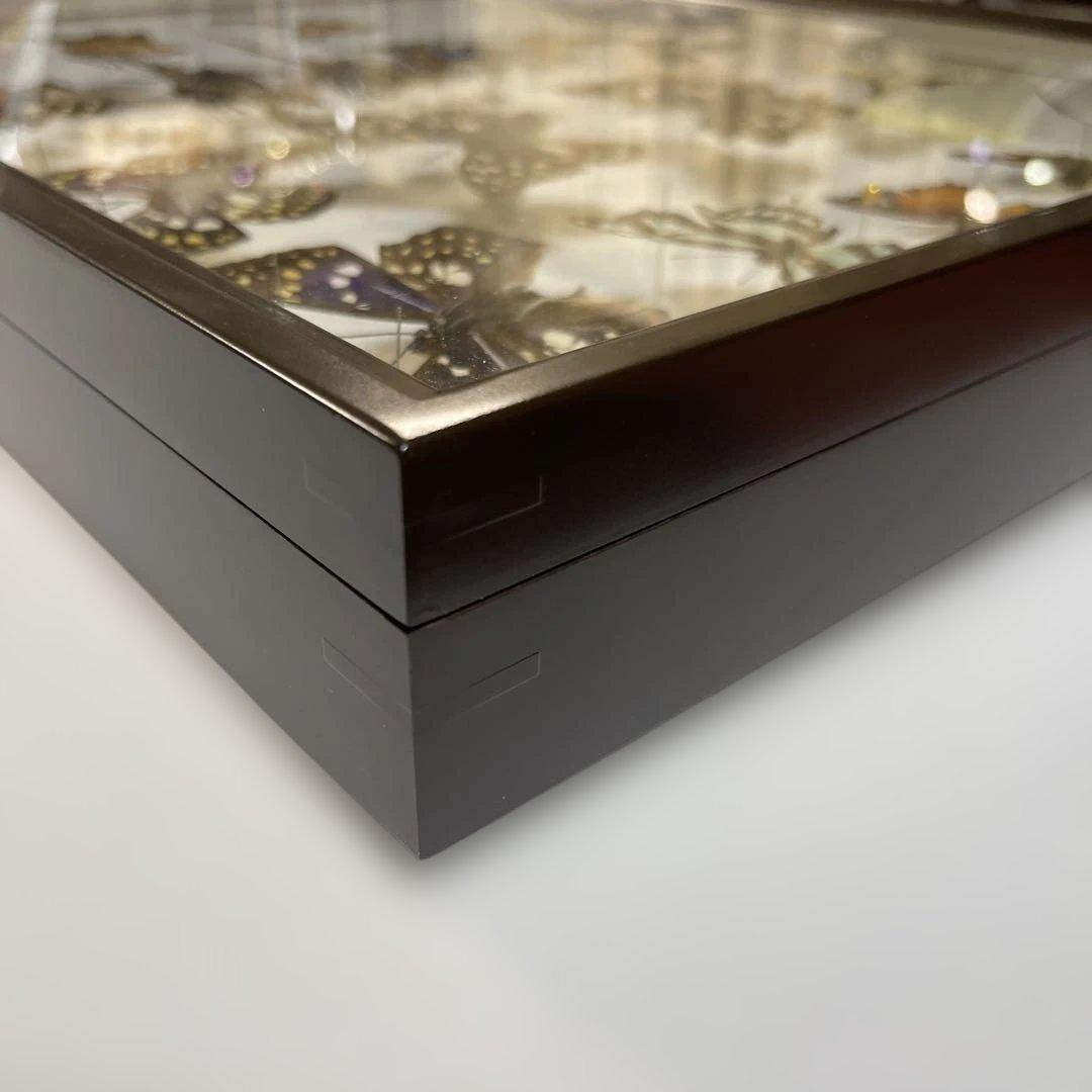 蝶標本各種　ドイツ箱入り