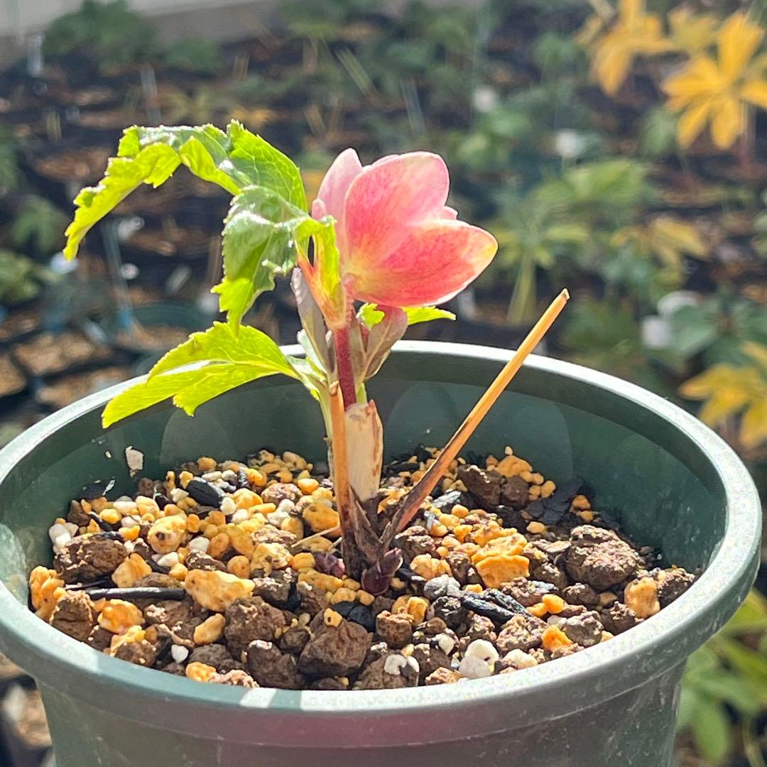 ば*な様 3041⭐️超希少⭐️ 【親株】【ノスタルジア】クリスマスローズ