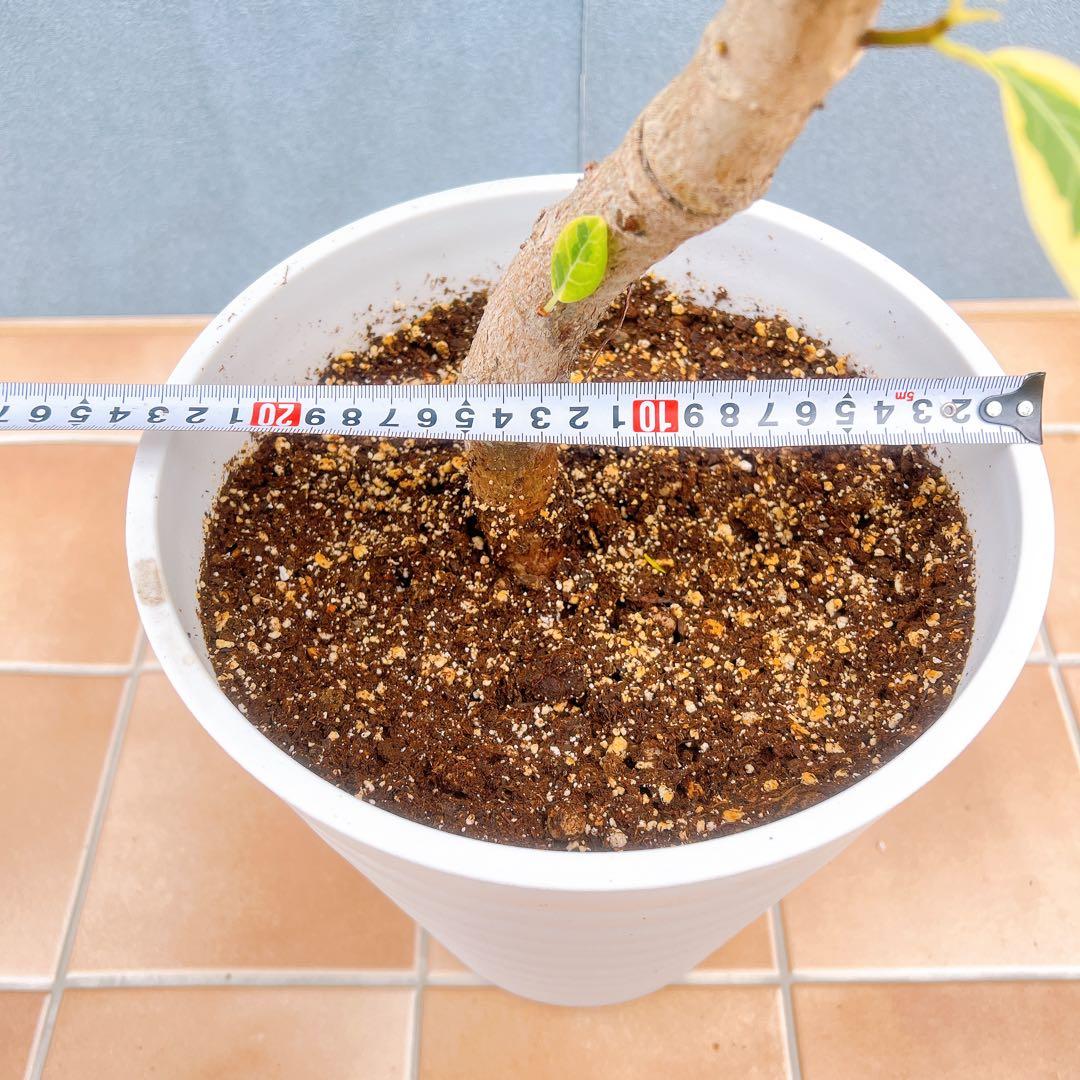 現品　フィカス　ゴムの木　アルテシマ　曲がり　5番　観葉植物　インテリアグリーン
