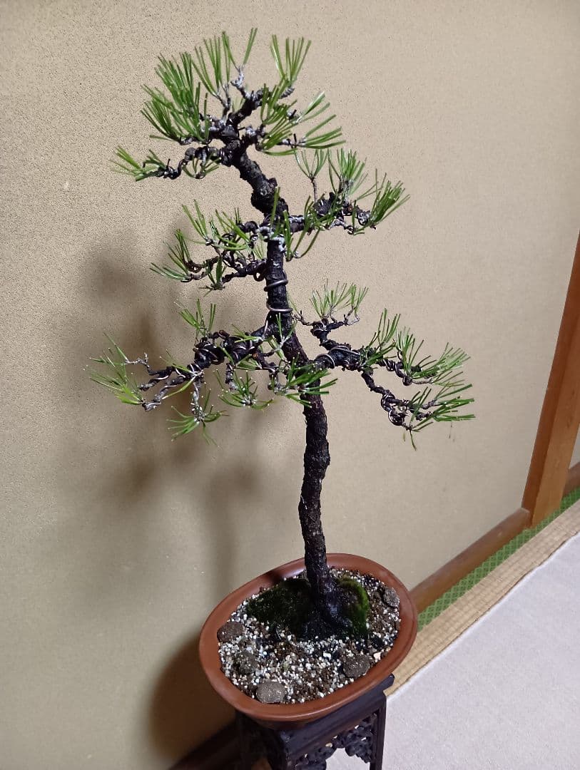 黒松文人盆‼️値下げ‼️