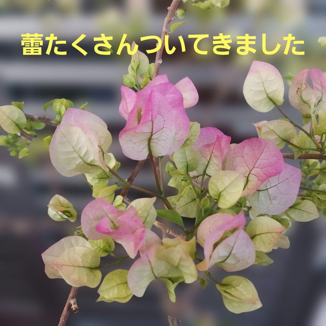 ブーゲンビリア　No95 らくらくメルカリ便発送‼️