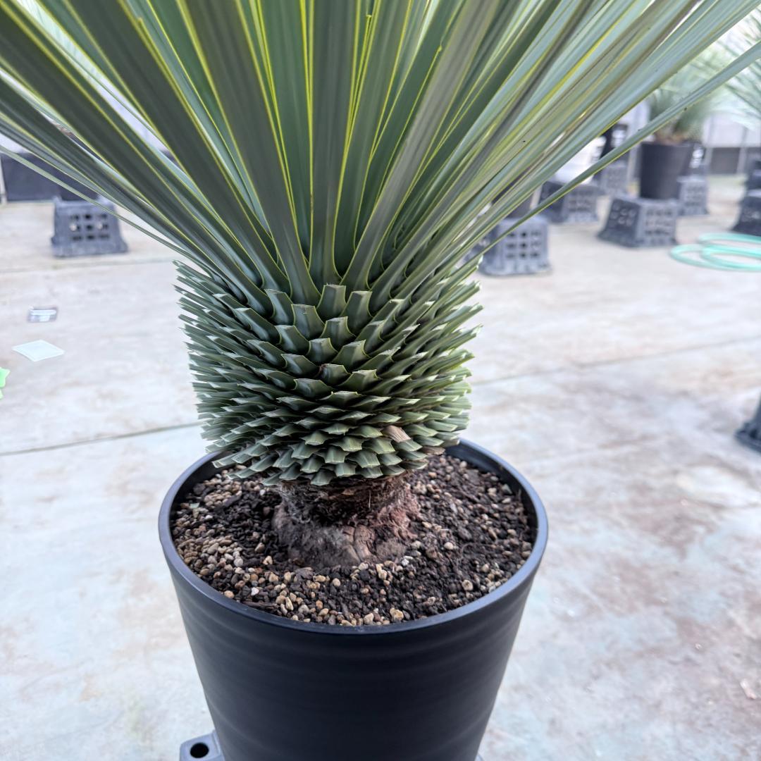 【AL1191】ユッカ　ロストラータ　シルバーブルー　極太　超美形　短葉