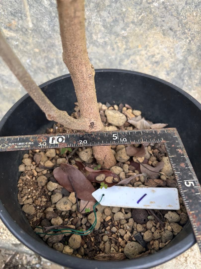 期間限定お値下げ　ライチ　玉荷包　 取り木苗