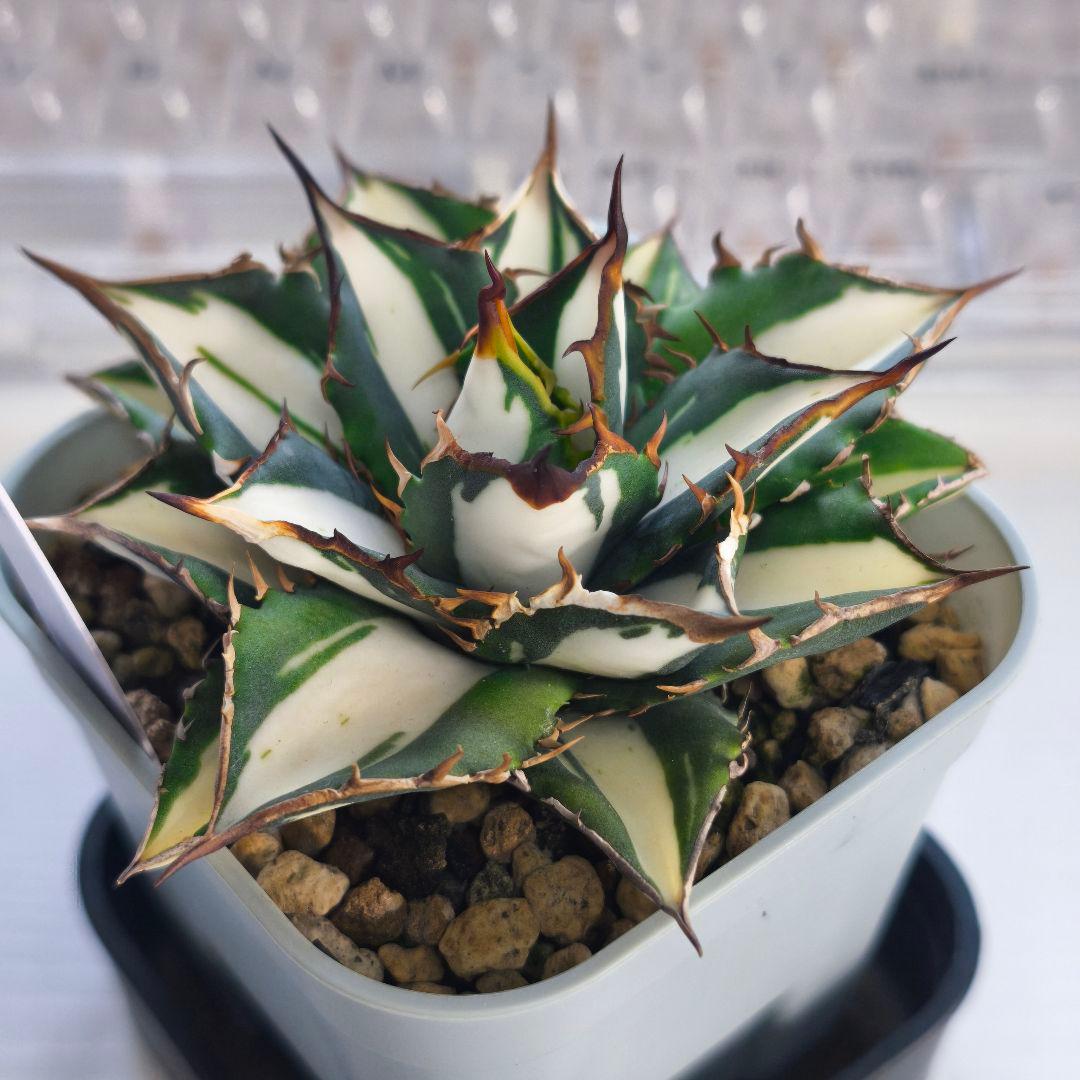 アガベ　チタノタ　太陽神錦 白中斑 トップうねり 子株付き