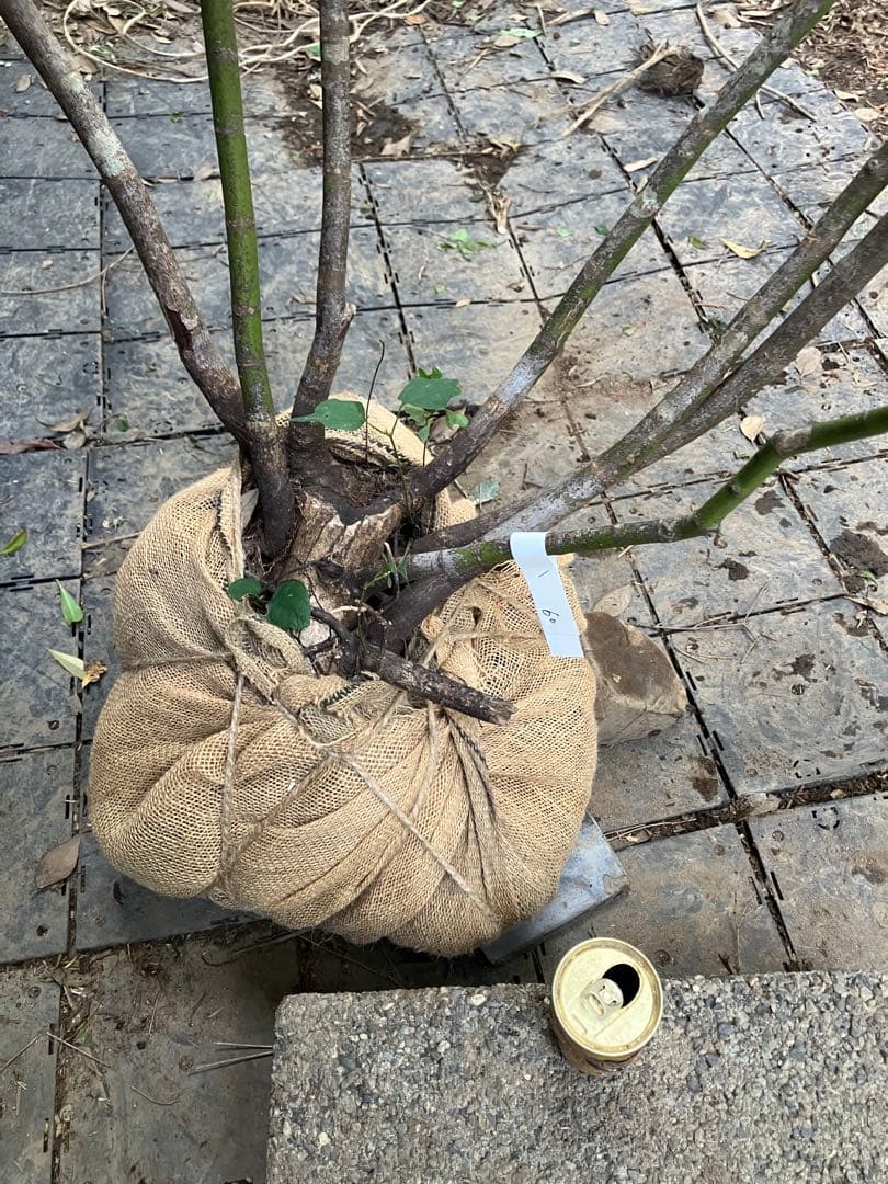 60 山採り　ヒナウチワカエデ