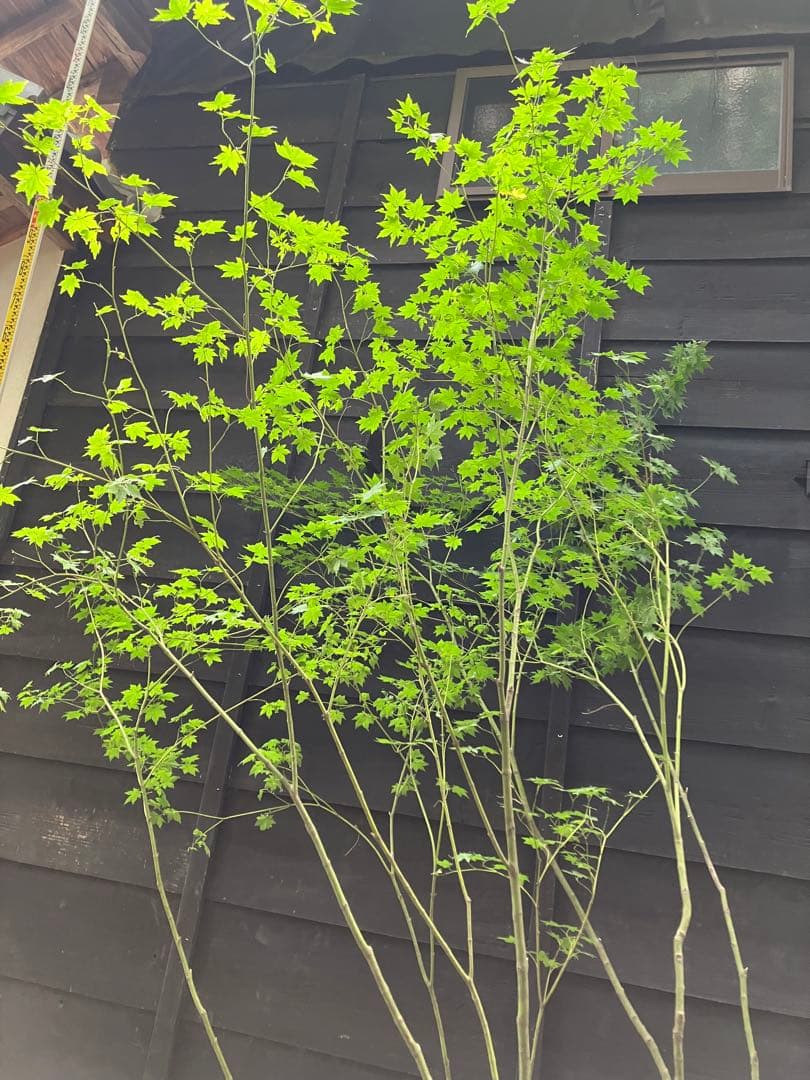 60 山採り　ヒナウチワカエデ