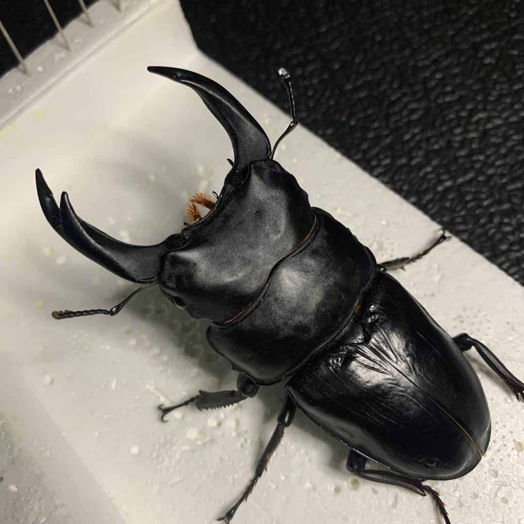 オオクワガタ 標本 死虫 能勢YG血統 脅威の88.8ミリ！