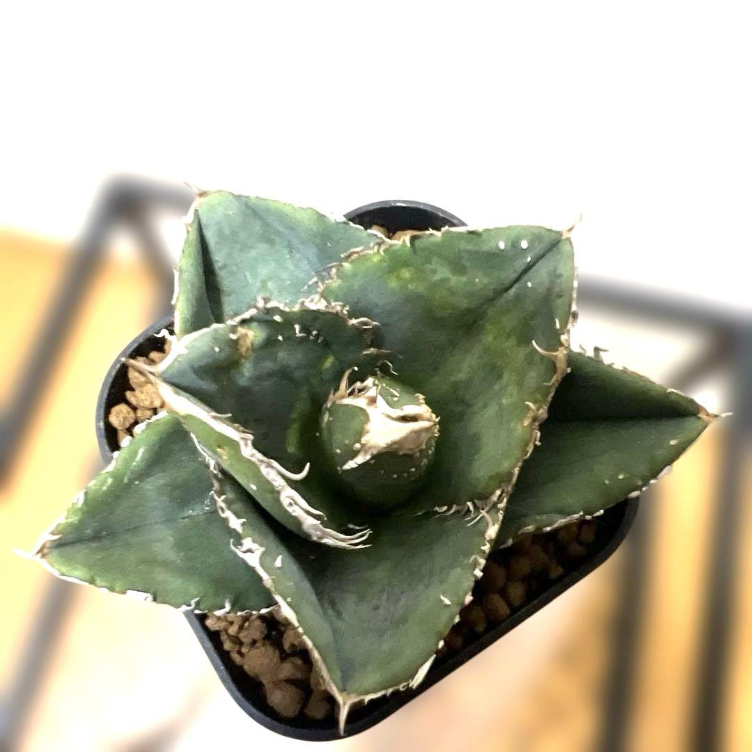 アガベ 鉢植発送 冰雹ブツブツ系 極上血統 超特選 スペシャル個体