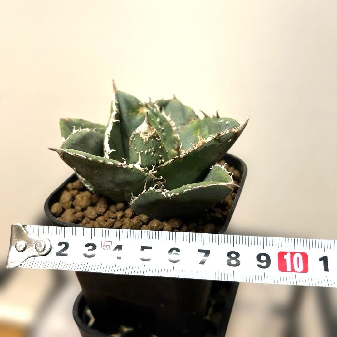 アガベ 鉢植発送 冰雹ブツブツ系 極上血統 超特選 スペシャル個体