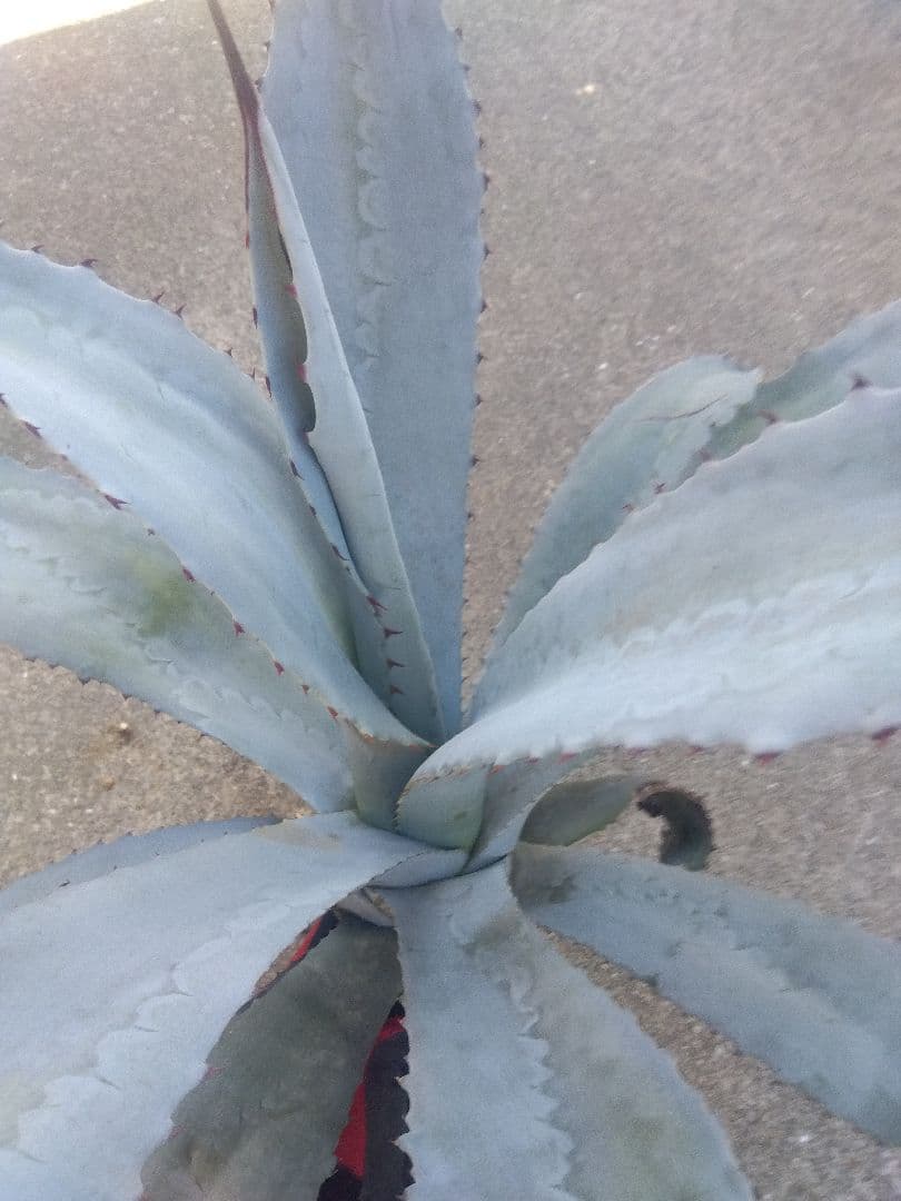 アガベ　フランゾシニー　大株カキコ60センチ❗　い