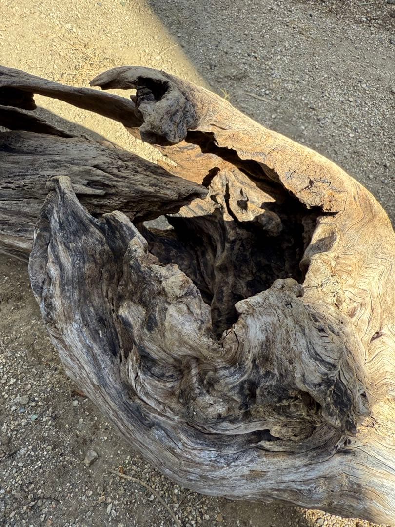 特大流木　流木 レイアウト用品 約143×cm 流木 店舗装飾