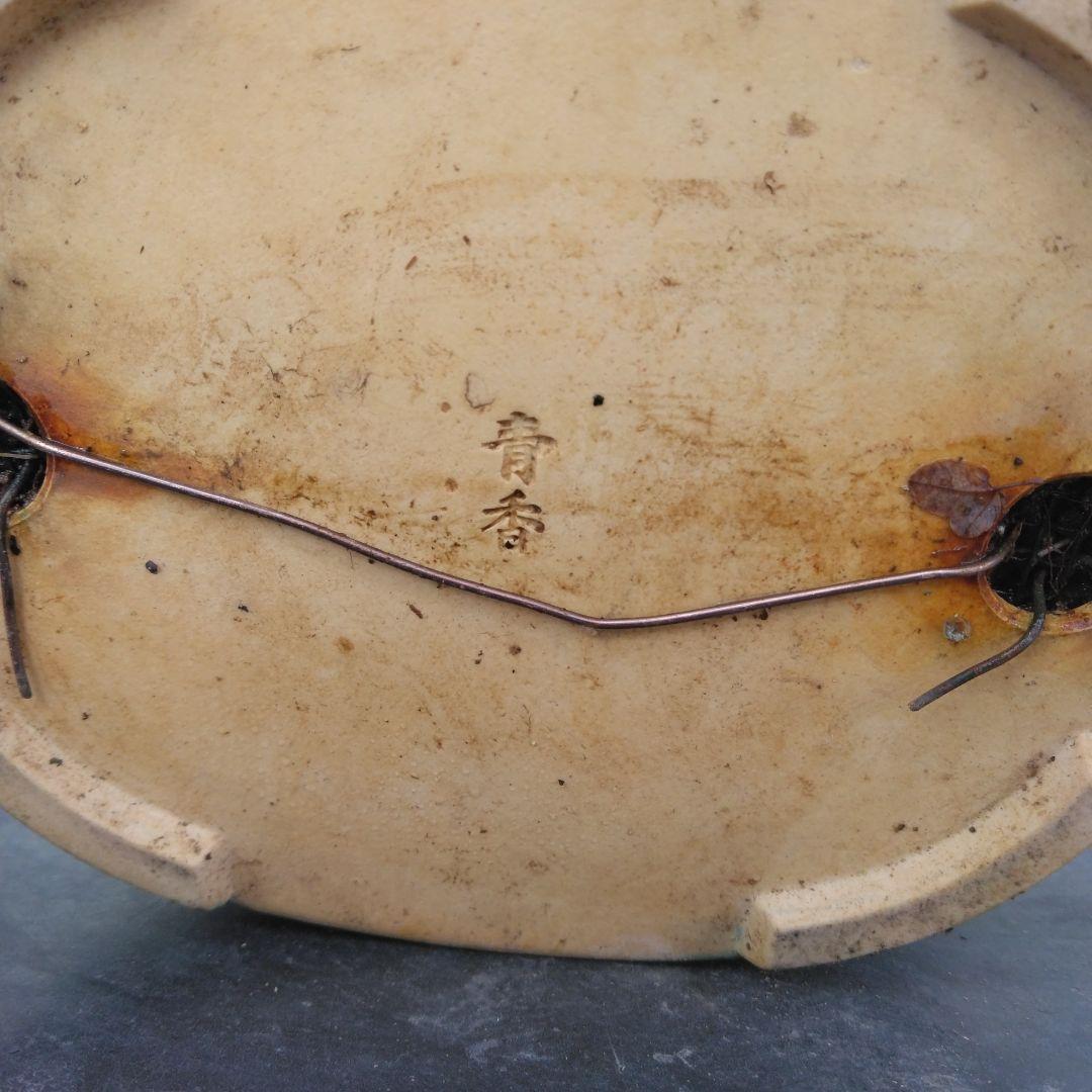 カエデ小品盆栽です。太幹です。 値下げしました。