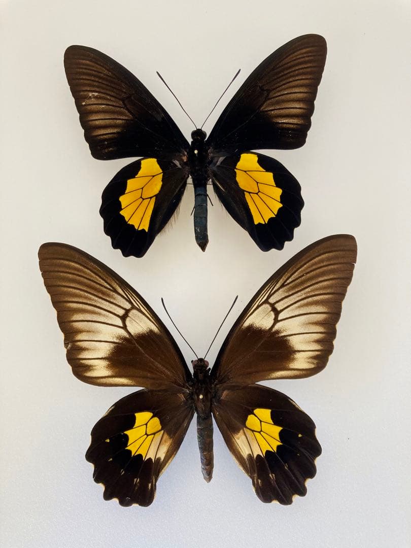 チモールキシタアゲハ（1ペア・チモール）