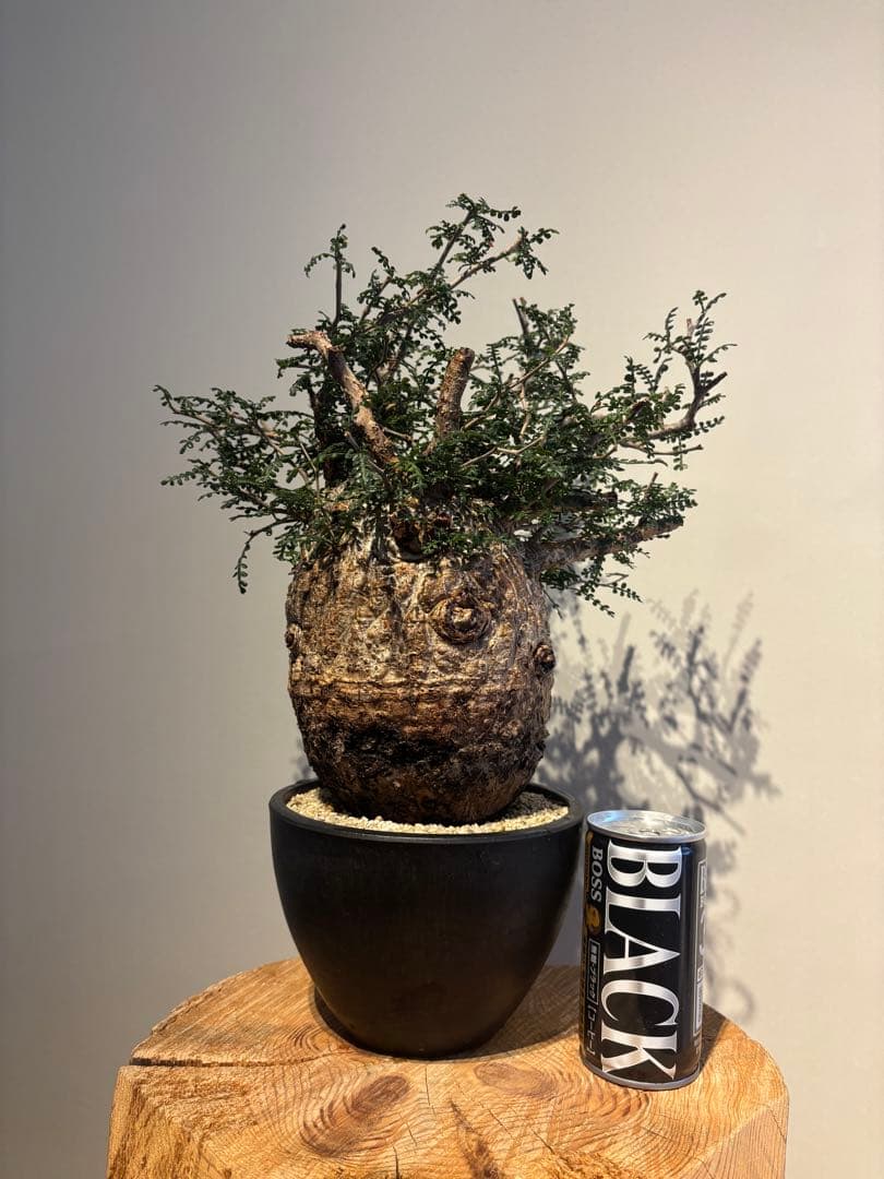 ソウルフル　オペルクリカリア　パキプス　塊根