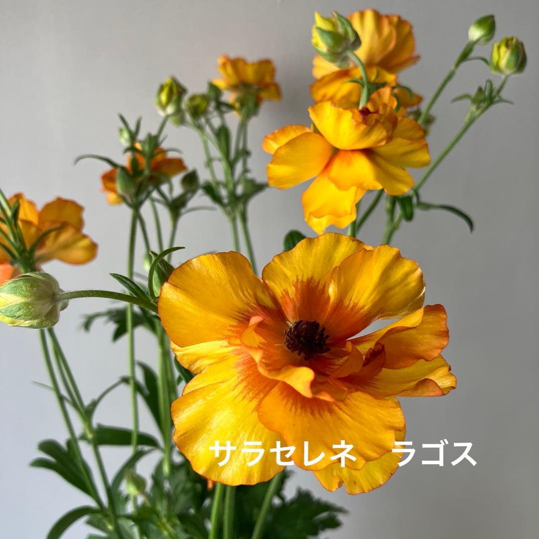 【専用】ローダンセマム　マーズ① 、その他