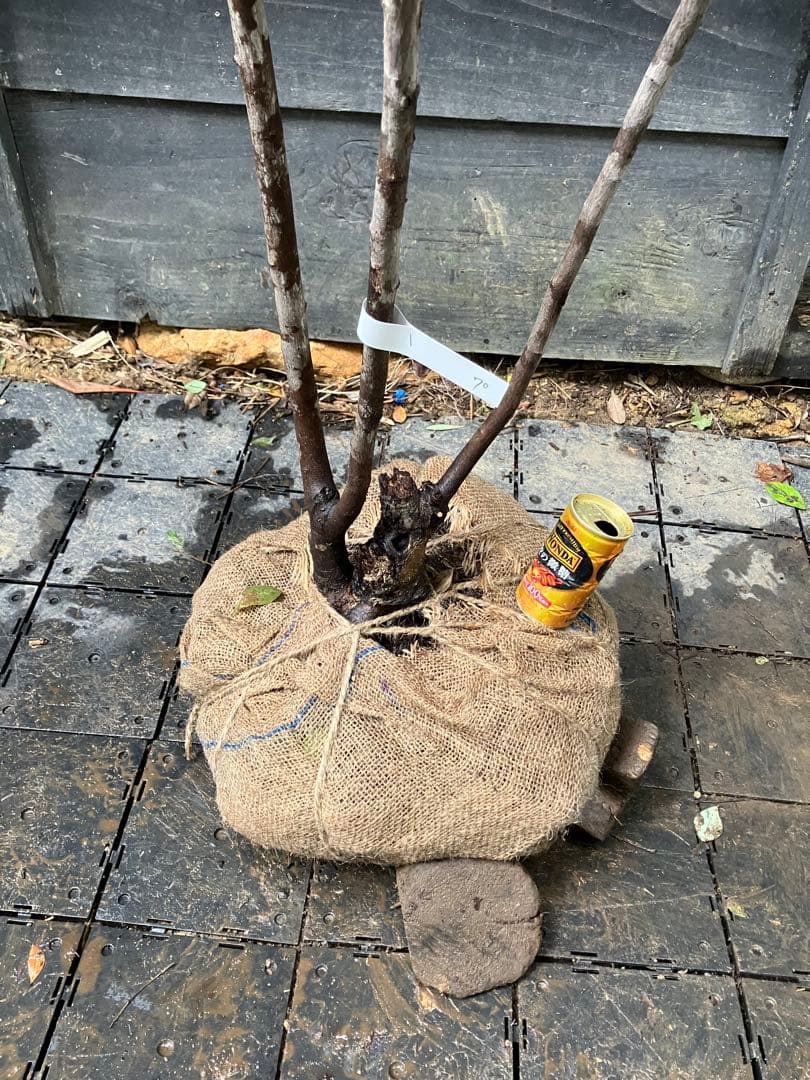 70 希少　山採り　ザイフリボク