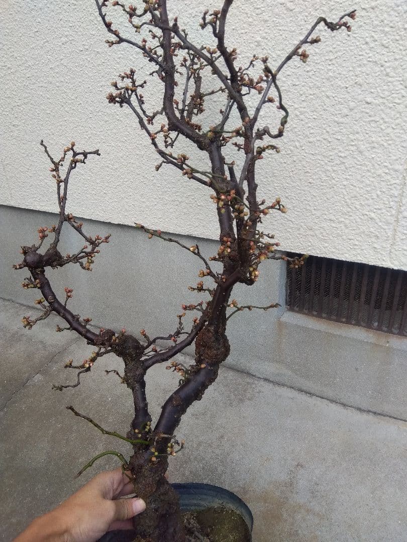 雲龍梅　古木　白花　７号ポットつき　特大❗　②