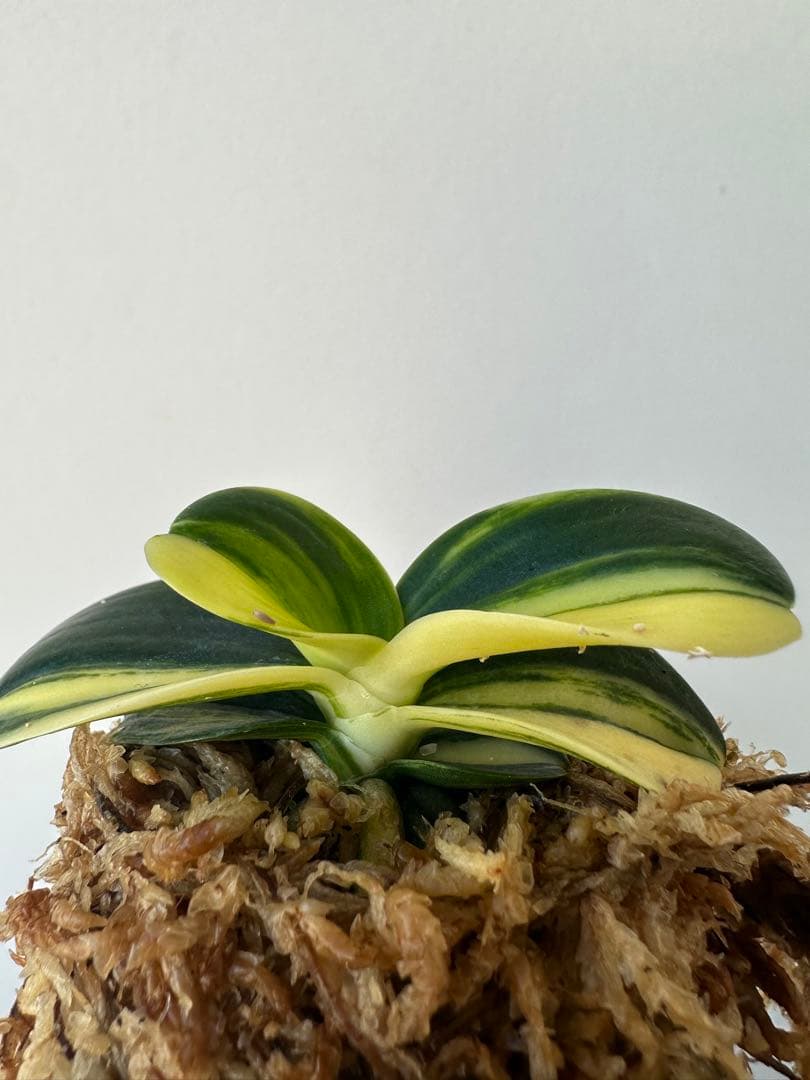 【 名護蘭 】明丸縞　363