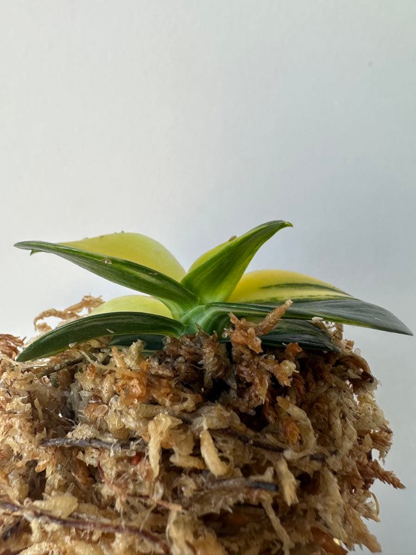 【 名護蘭 】明丸縞　363