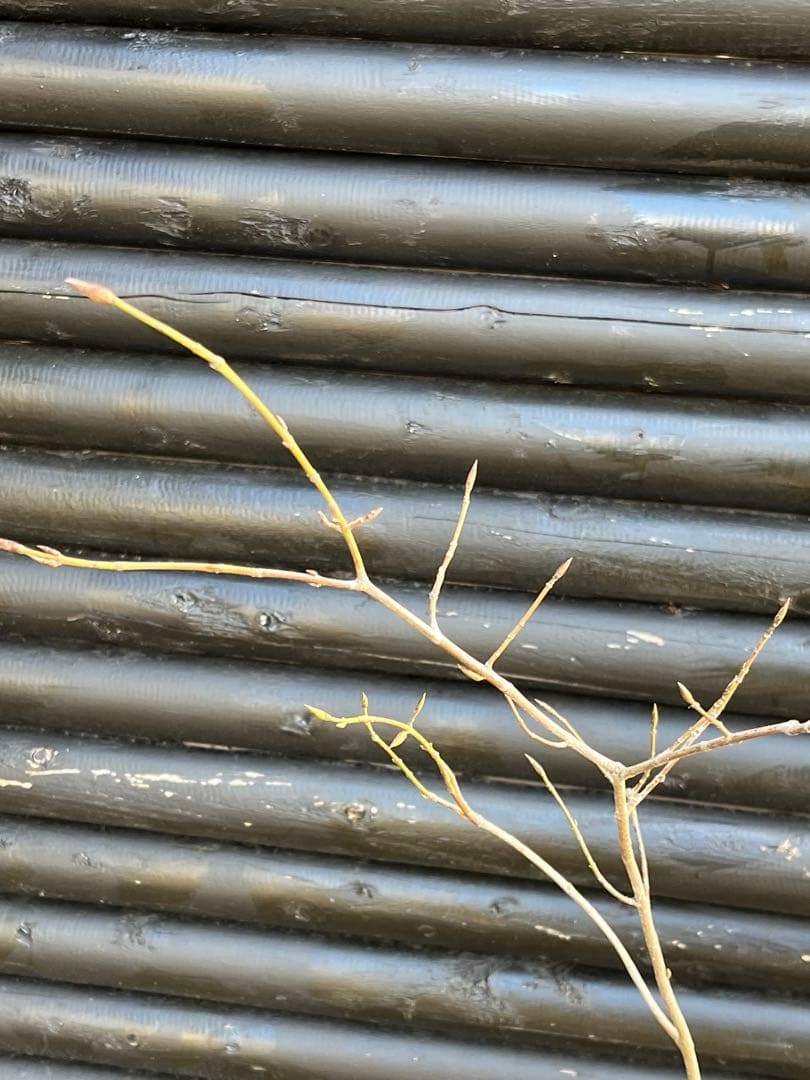 山採り天然　ツリバナ　2本株立ち　13