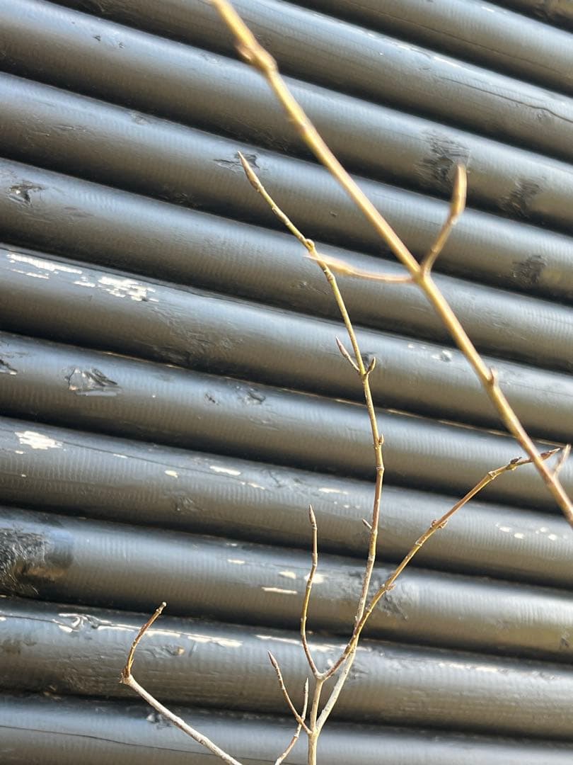 山採り天然　ツリバナ　2本株立ち　13