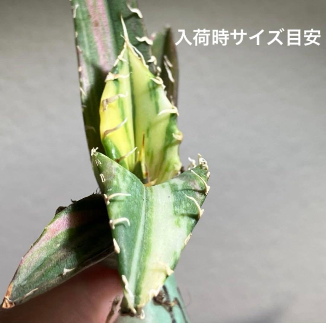 【鉢ごと発送】特大　美株　縞斑　アガべ　チタノタ　白鯨錦　TC