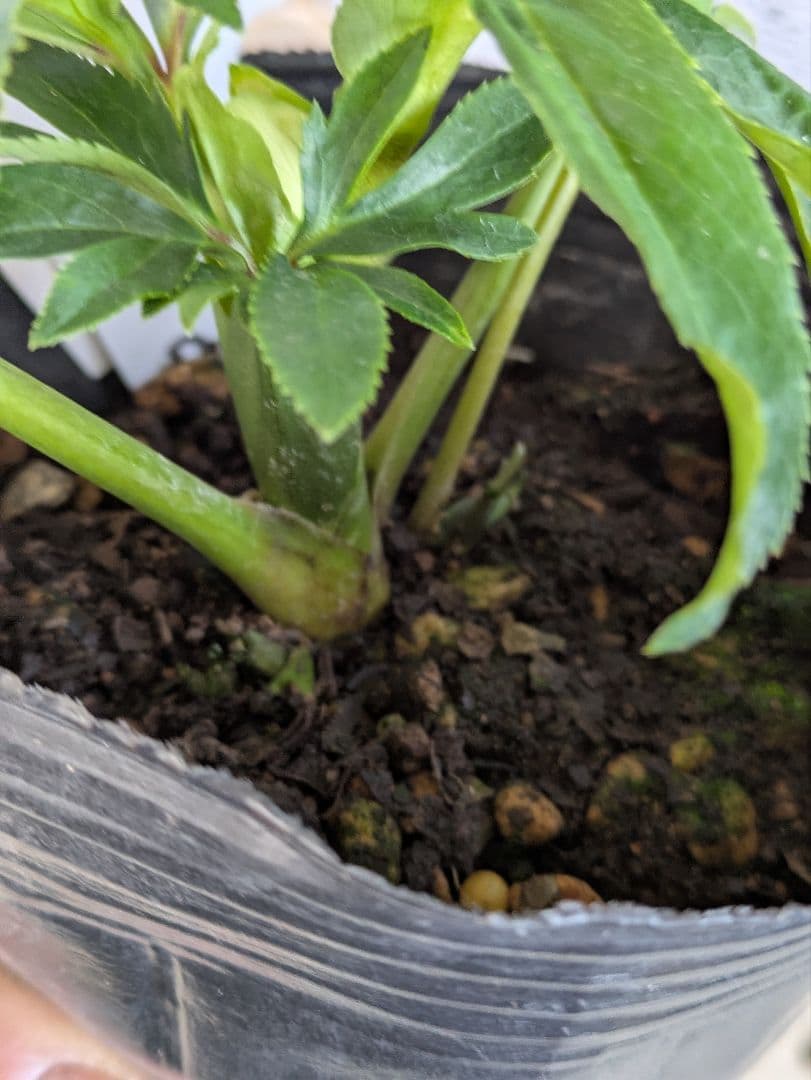 【現品・ポットまま発送】超希少　曽田園芸クリスマスローズ 利休④