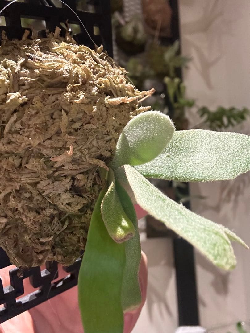 ビカクシダ willinckii mix spore Predator, SPA,Kai 1