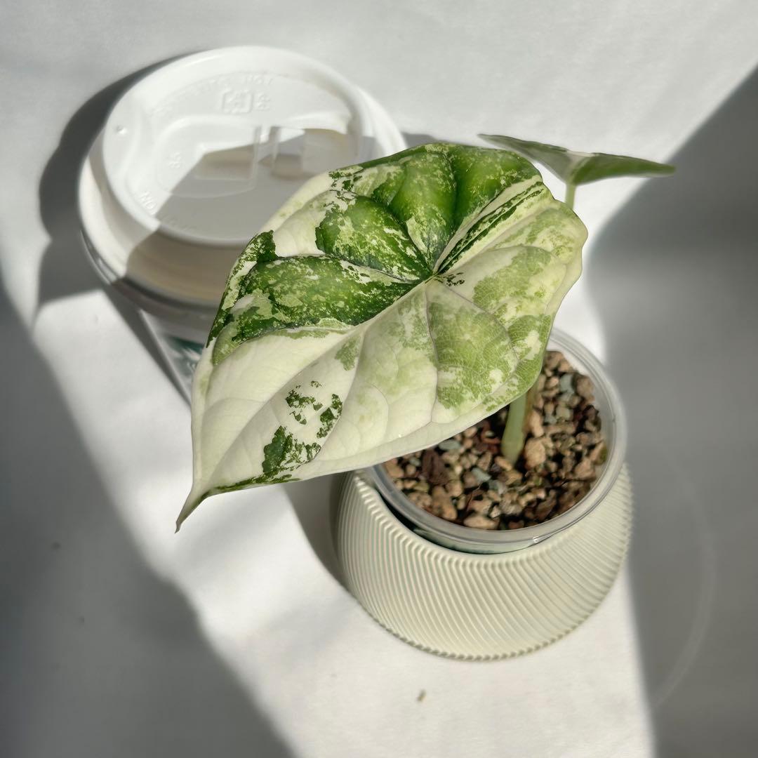 Alocasia Dragon Scale Variegata 【7】
