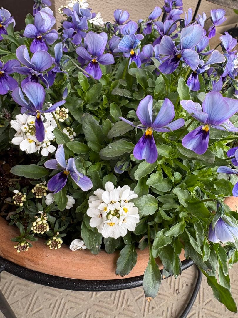 ブルージャスミンのおしゃれな鉢植え大型・スタンド付★ LAURA ASHLEY鉢