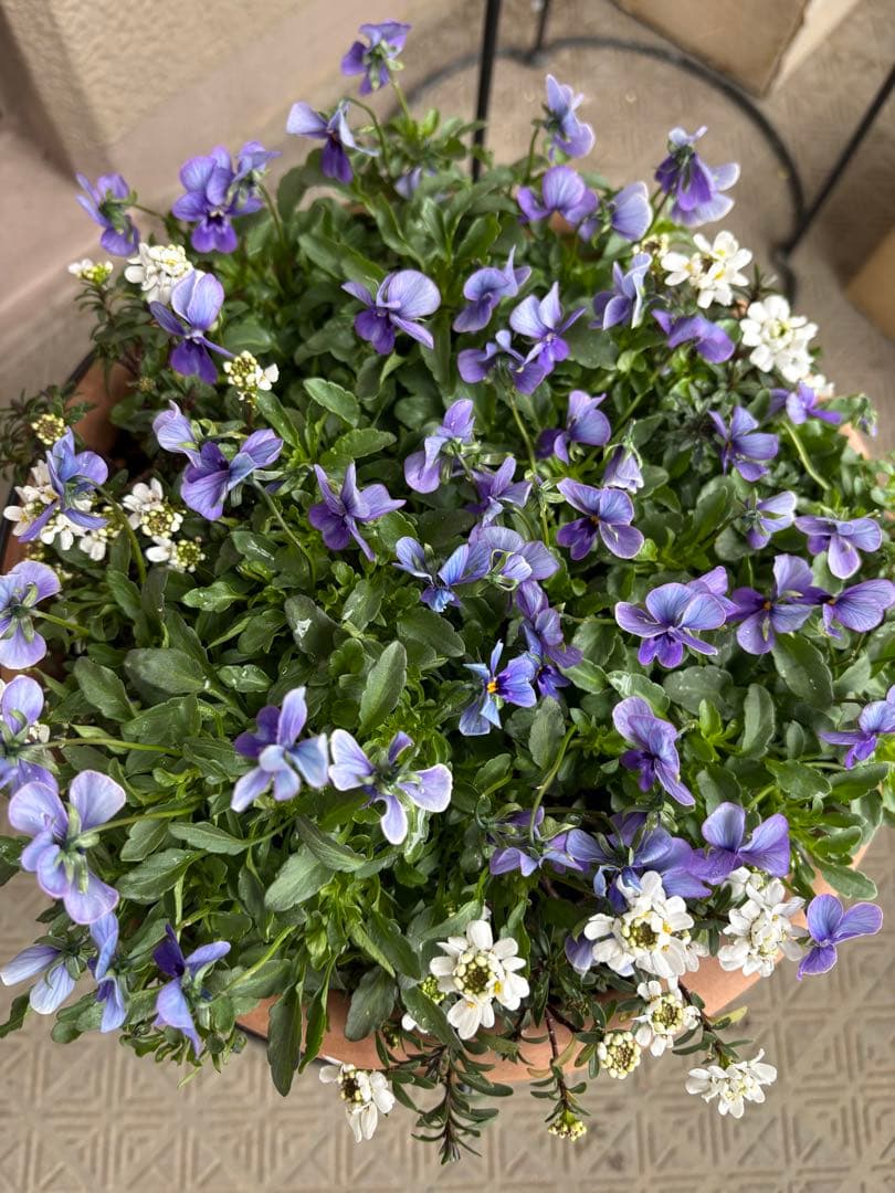 ブルージャスミンのおしゃれな鉢植え大型・スタンド付★ LAURA ASHLEY鉢