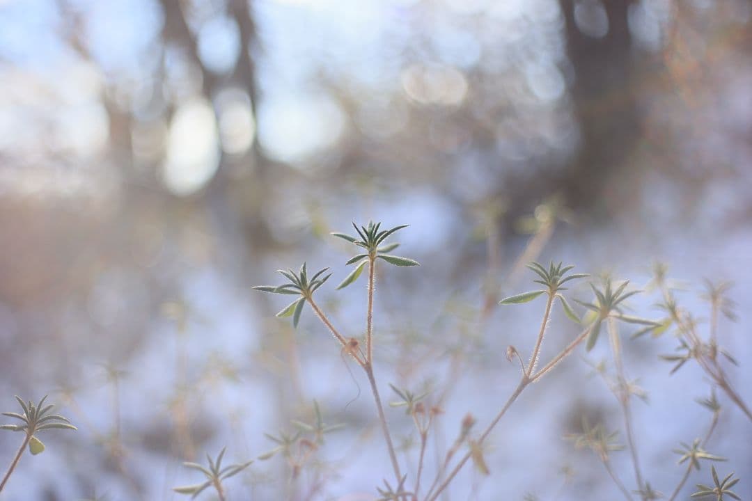 YASHICA AUTO YASHINON DS-M 50mm F1.7【美品】