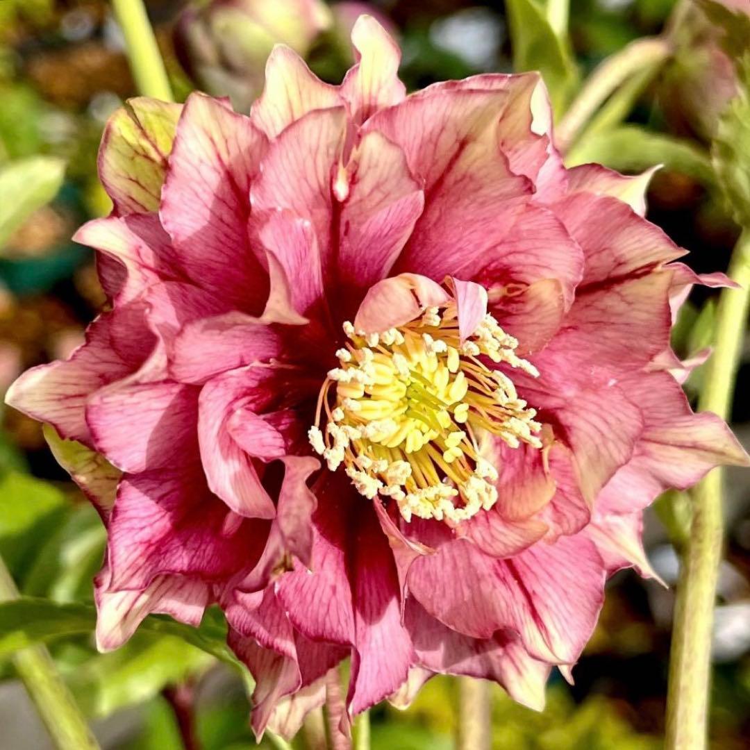 ヒ*イ様 ☘️限定1株☘️未株分け☘️蕾付き☘️3357⭐️アンティークドレスの