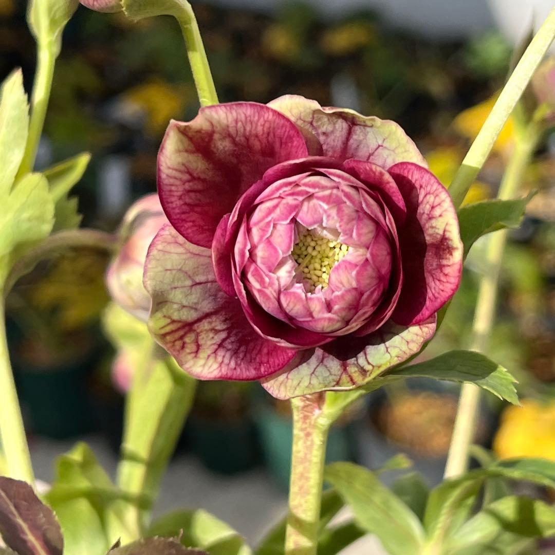 ヒ*イ様 ☘️限定1株☘️未株分け☘️蕾付き☘️3357⭐️アンティークドレスの