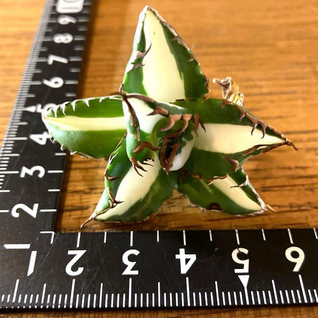 サ*店様 【オークション】選抜　強棘　美株　アガべ　チタノタ　太陽神錦　白中斑